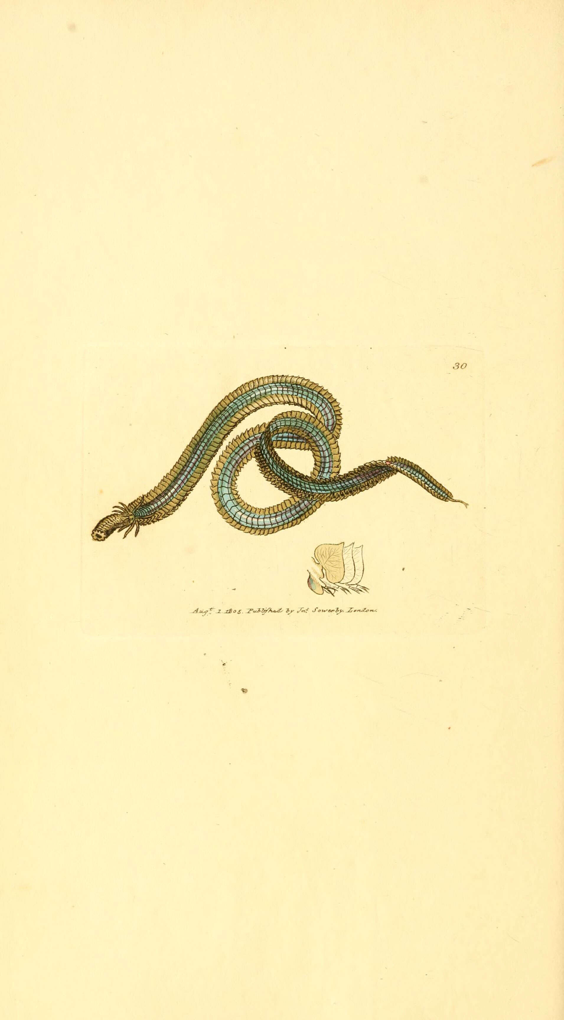 Plancia ëd Phyllodoce lamelligera (Gmelin ex Linnaeus 1788)