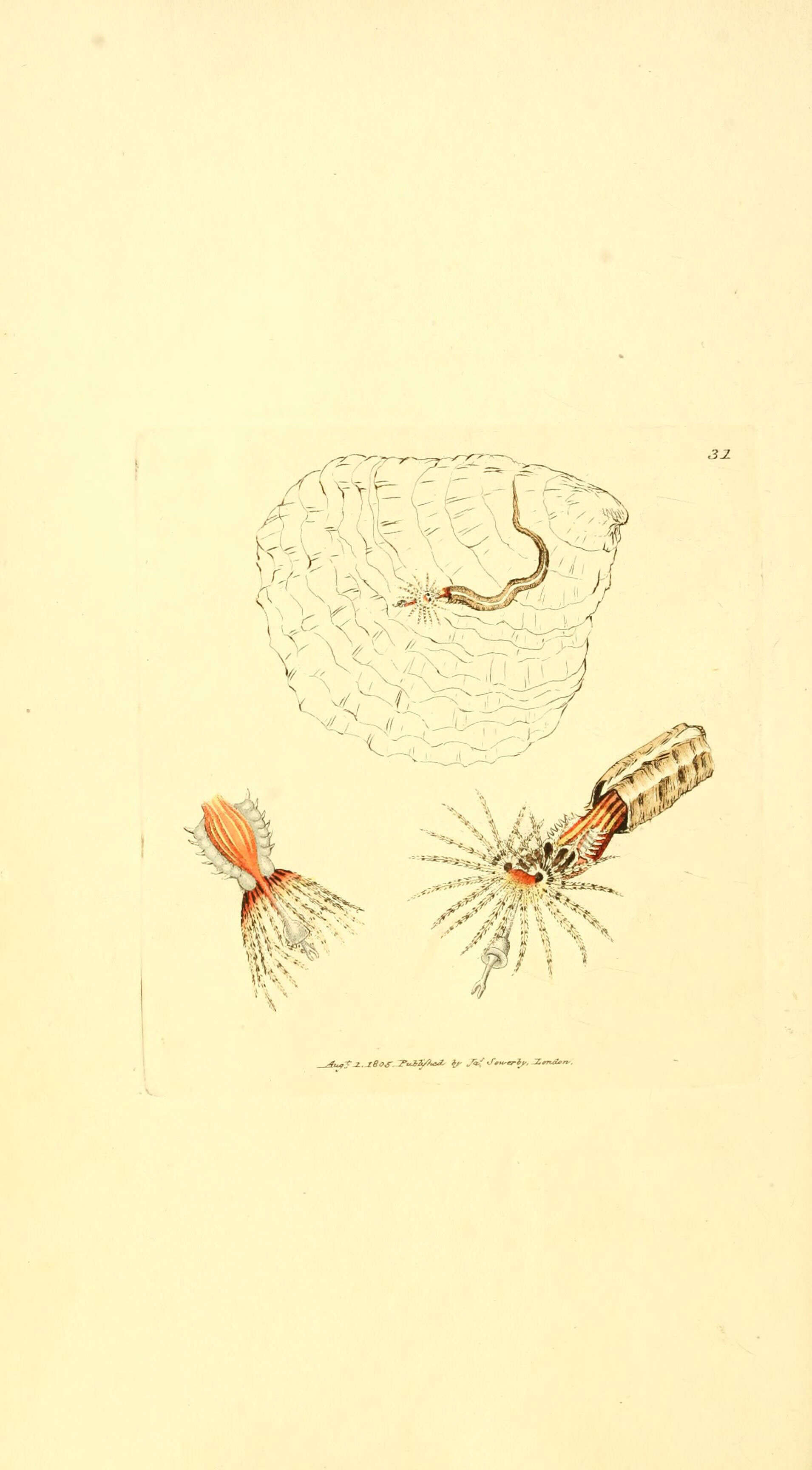 Plancia ëd Serpula triquetra