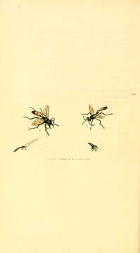 Image of Podalonia hirsuta (Scopoli 1763)