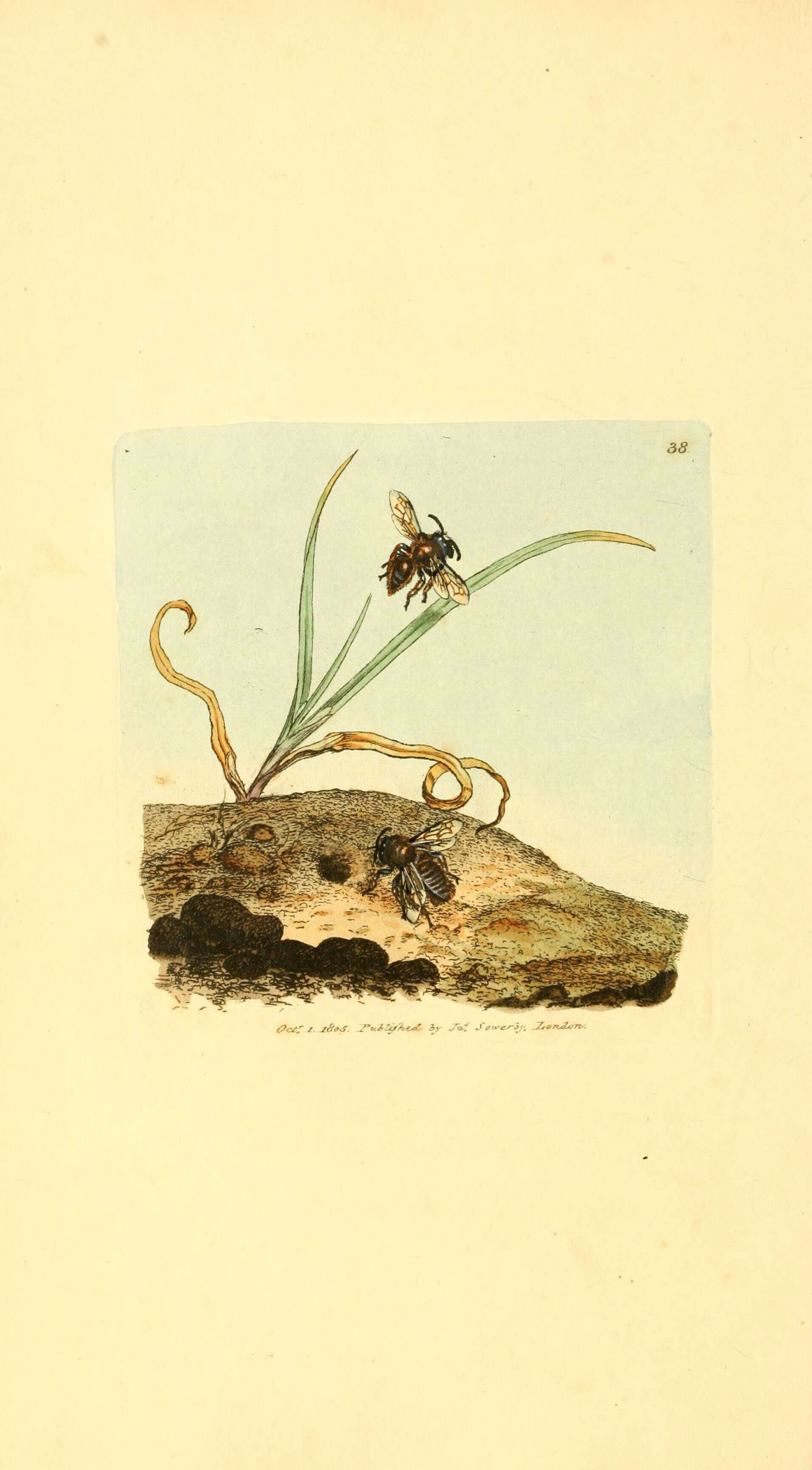 Image of Andrena nigroaenea (Kirby 1802)
