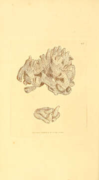 Image de Halichondria subgen. Halichondria Fleming 1828