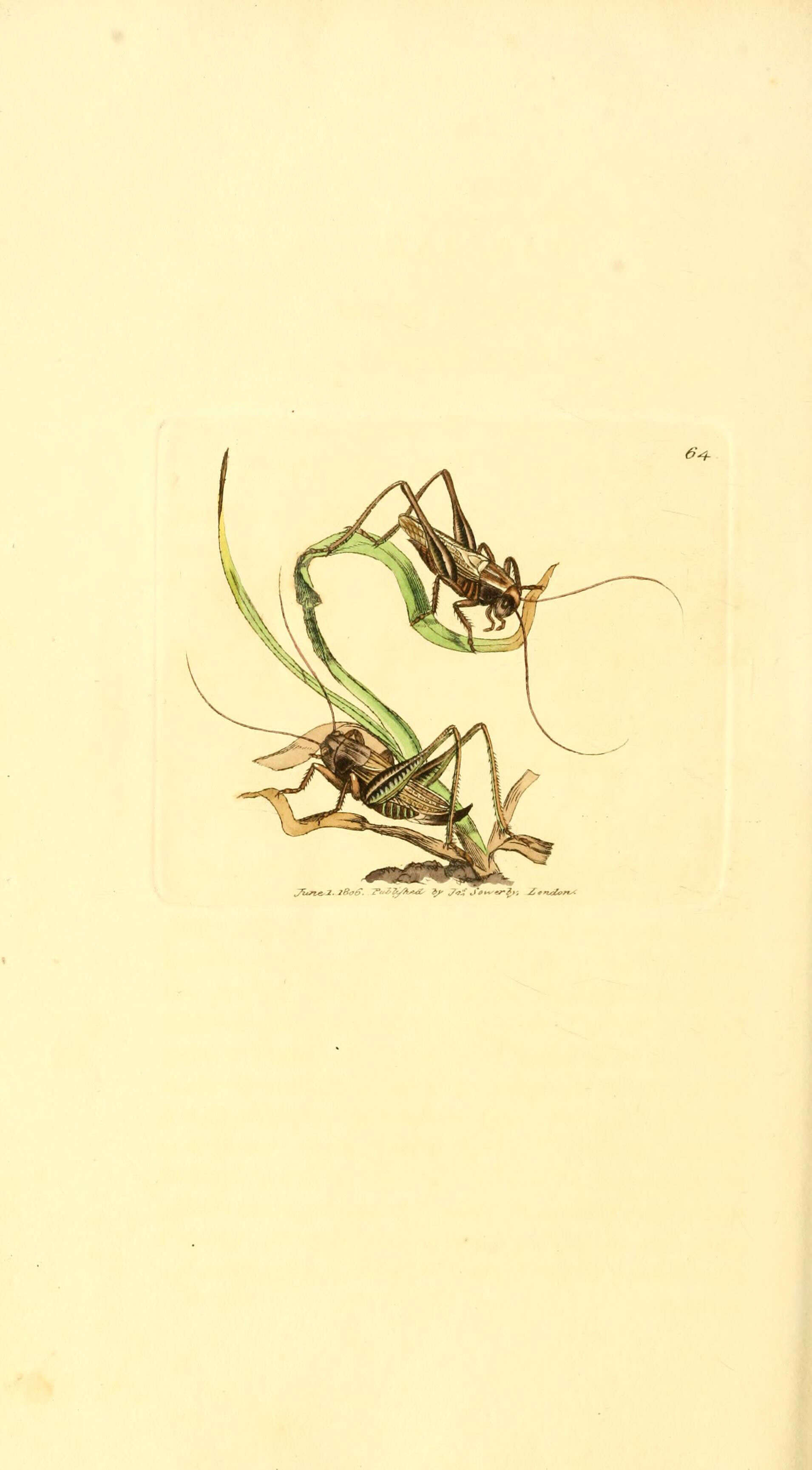 Image de Platycleis grisea (Fabricius 1781)