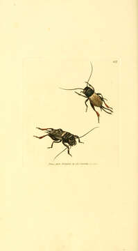 Image of Field cricket