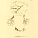 Image of <i>Amphitrite rosea</i>