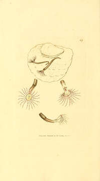 Image de <i>Amphitrite rosea</i>