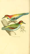 Image of bee-eater, european bee-eater