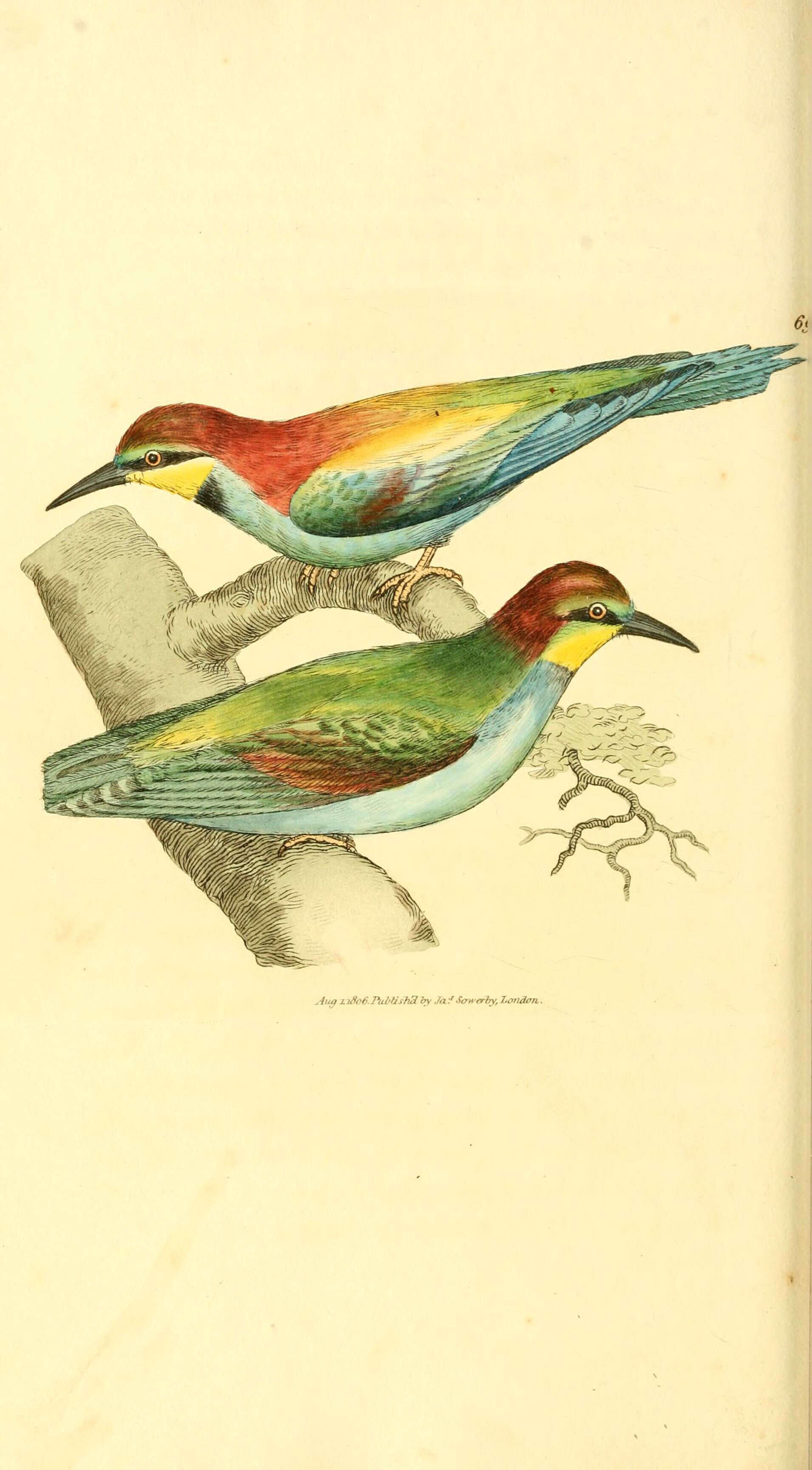 Image of bee-eater, european bee-eater