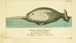 Plancia ëd Monodon Linnaeus 1758