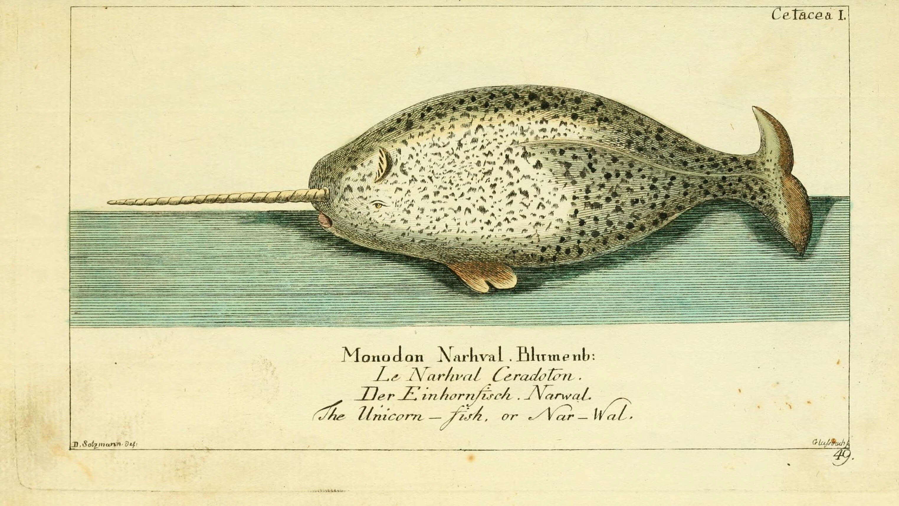 صورة Monodon Linnaeus 1758