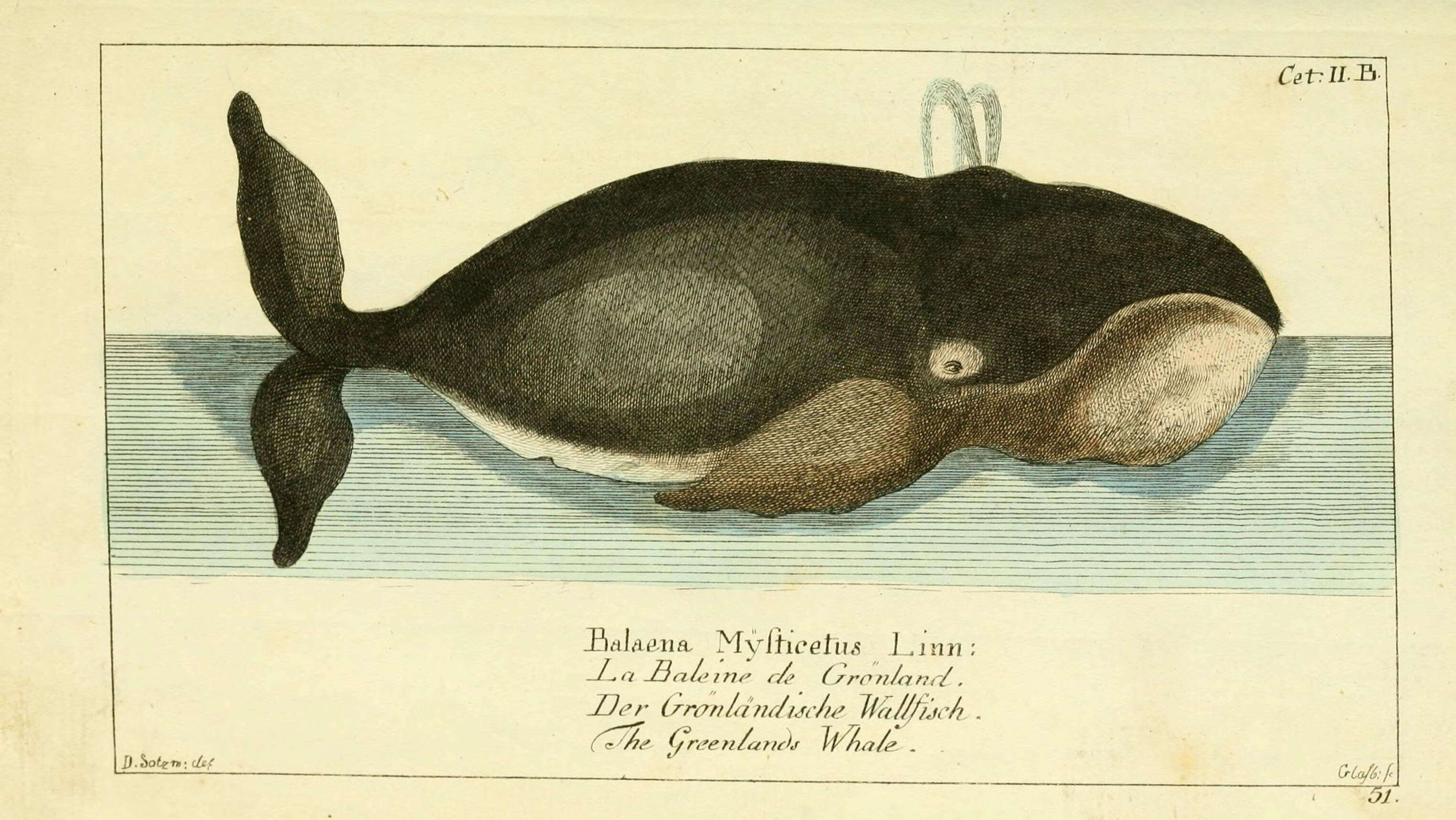 Image of Balaena Linnaeus 1758