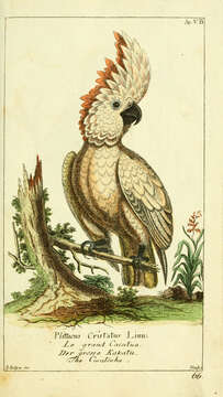 Image of Moluccan Cockatoo