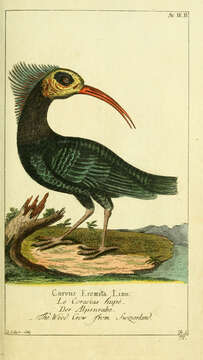 Image of Bald Ibis