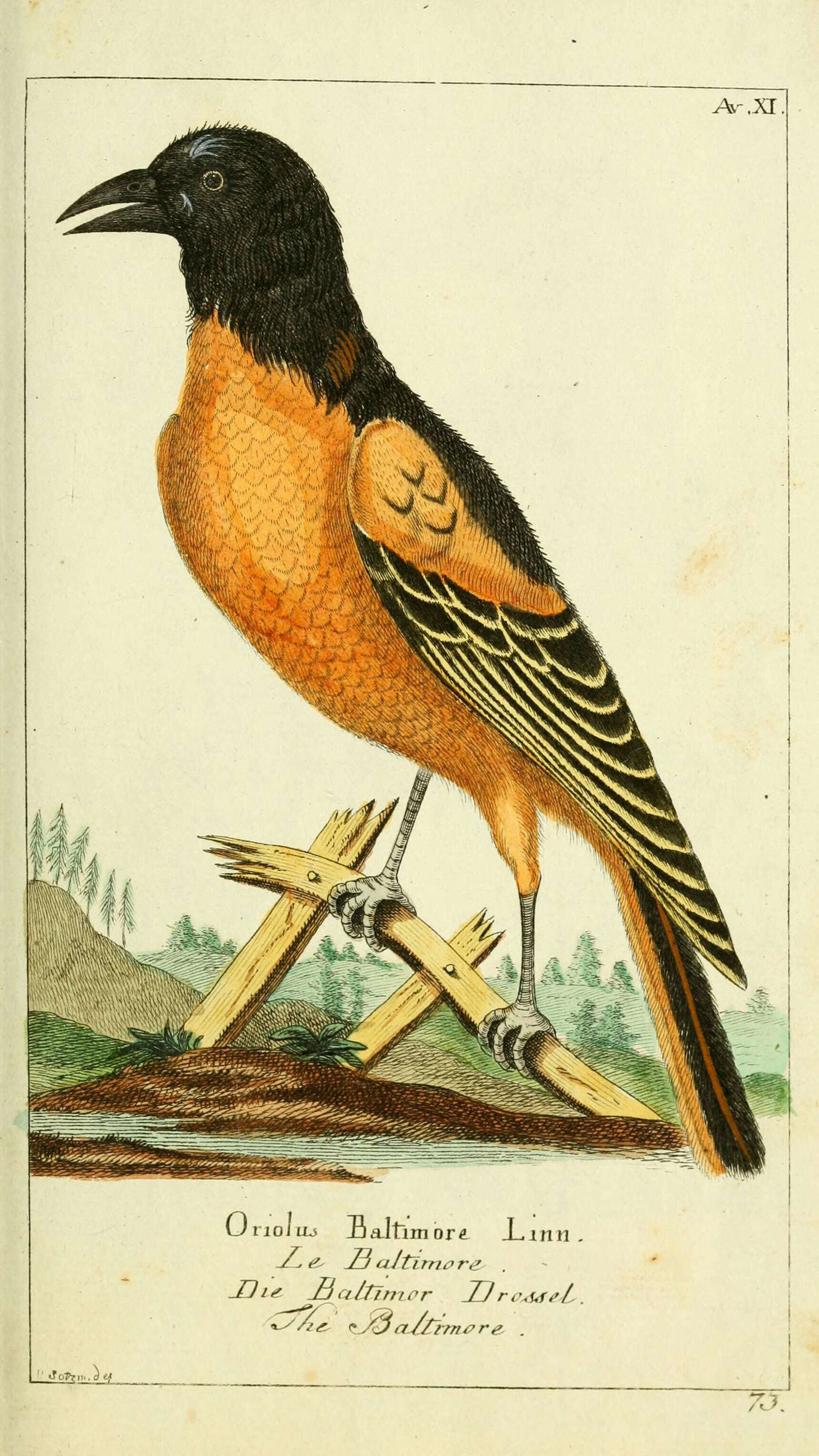 Image of Baltimore Oriole