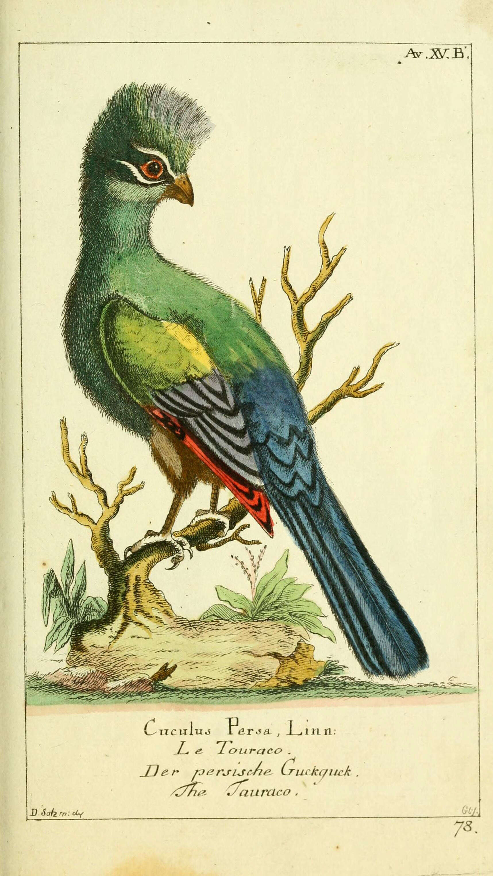 Image of Green Turaco