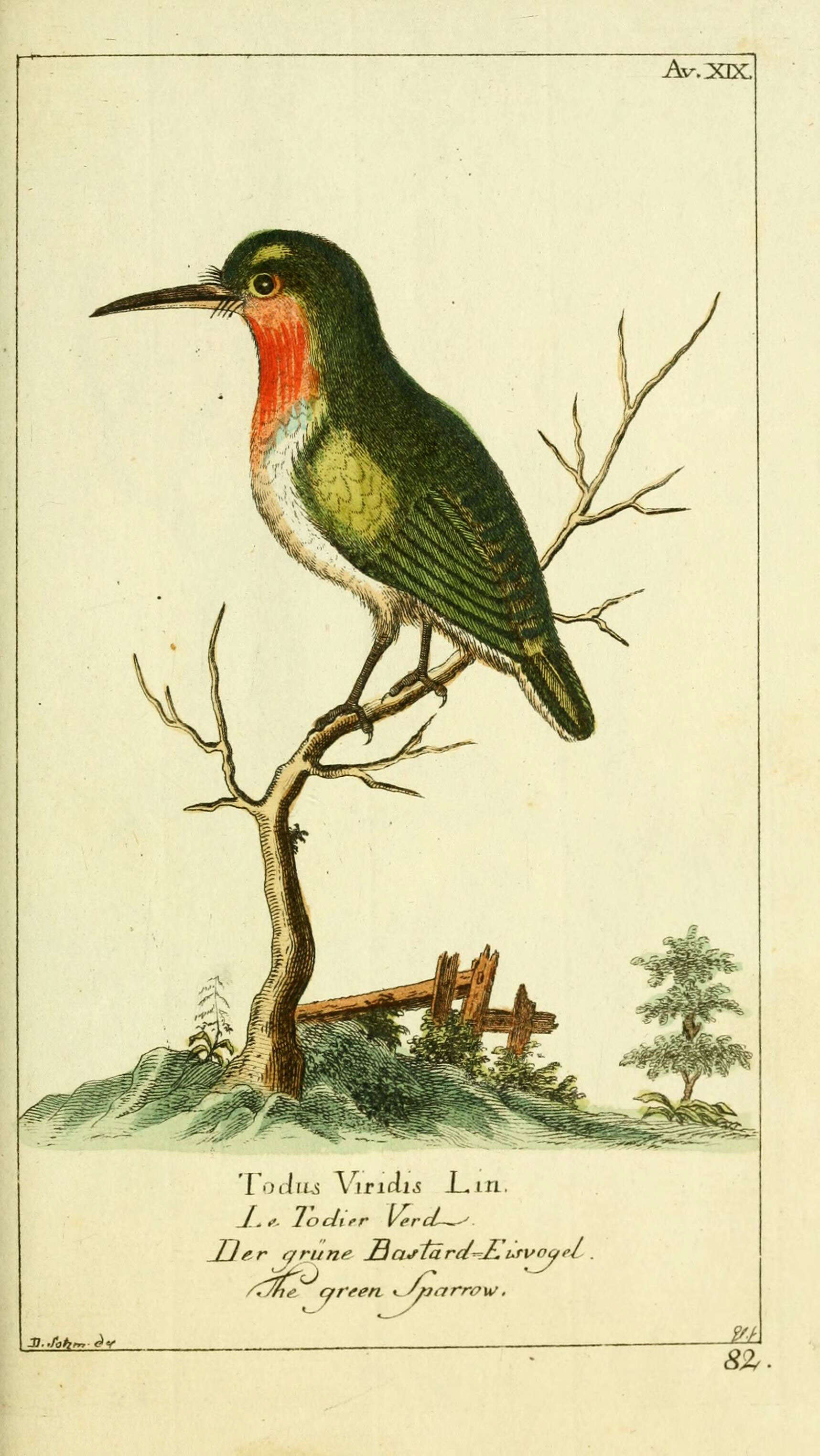 Image of Jamaican Tody