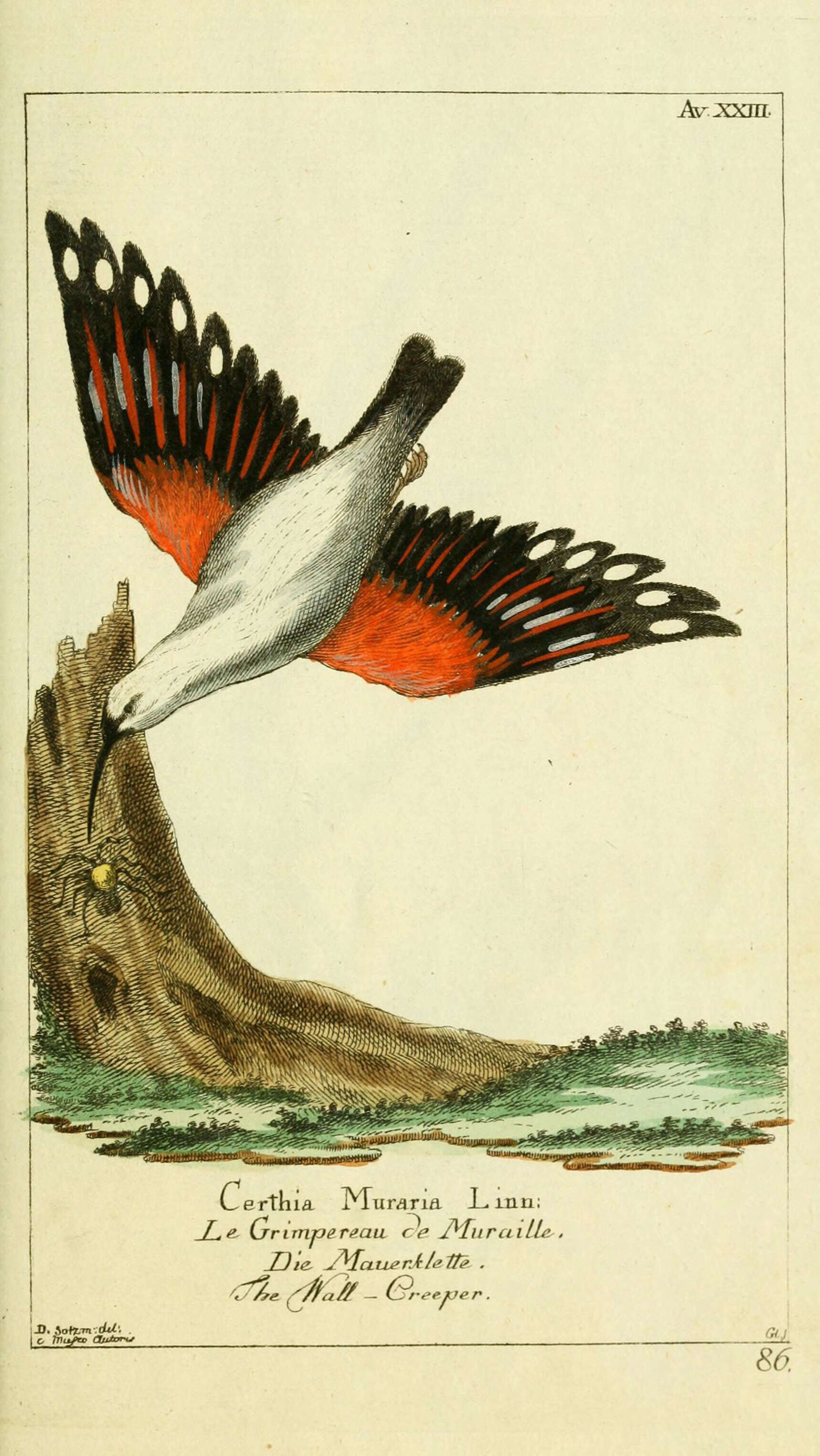Image of Tichodromidae