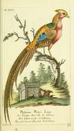 Image of Chrysolophus Gray & JE 1834
