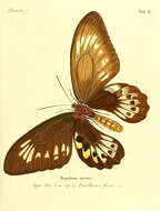 Imagem de Ornithoptera priamus (Linnaeus 1758)