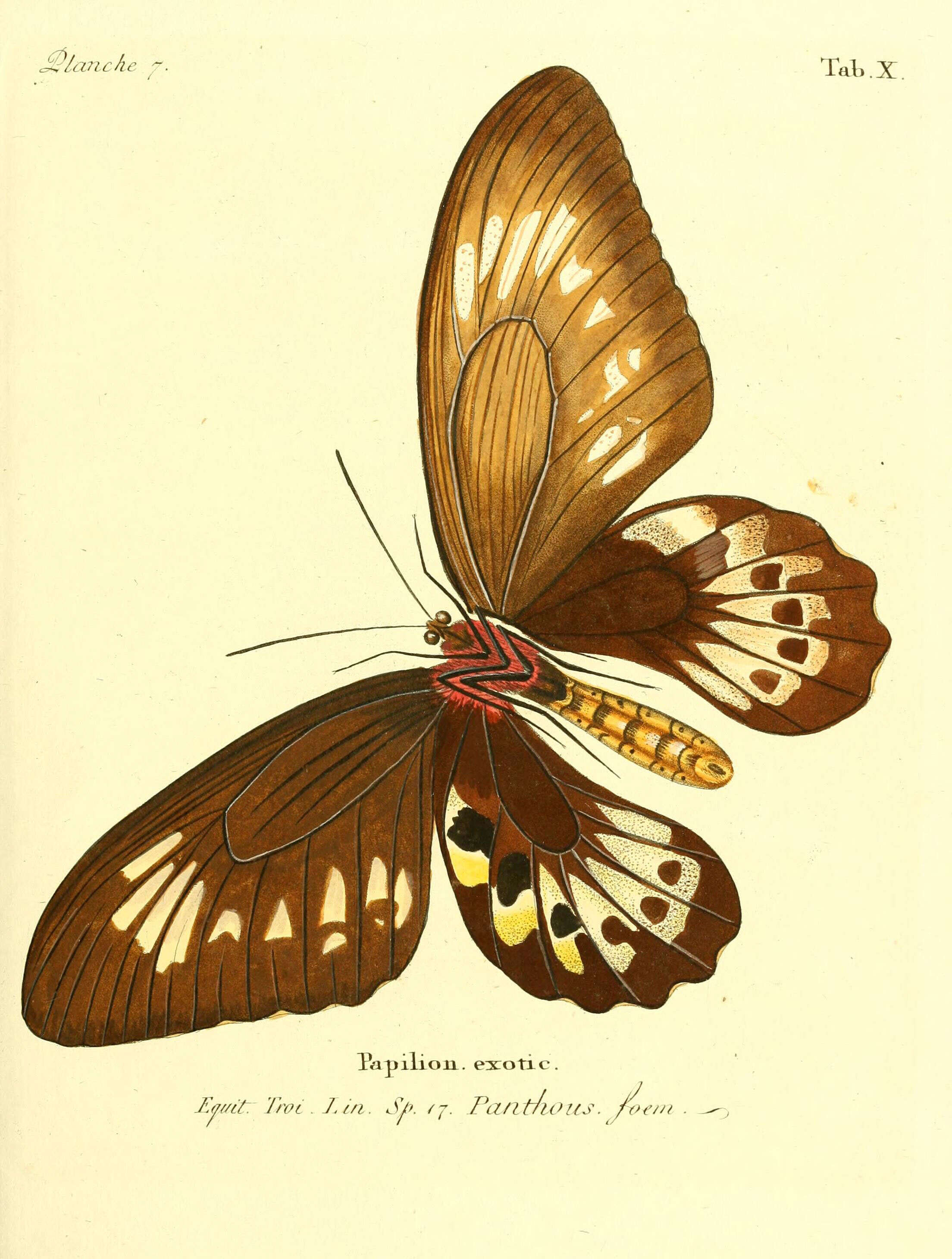 Sivun Ornithoptera priamus (Linnaeus 1758) kuva