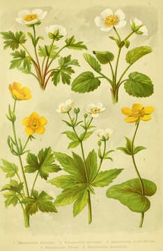 Image of alpine buttercup