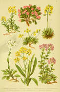 Image of Alpine Alyssum