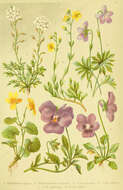 Image of Helianthemum alpestre (Jacq.) DC.