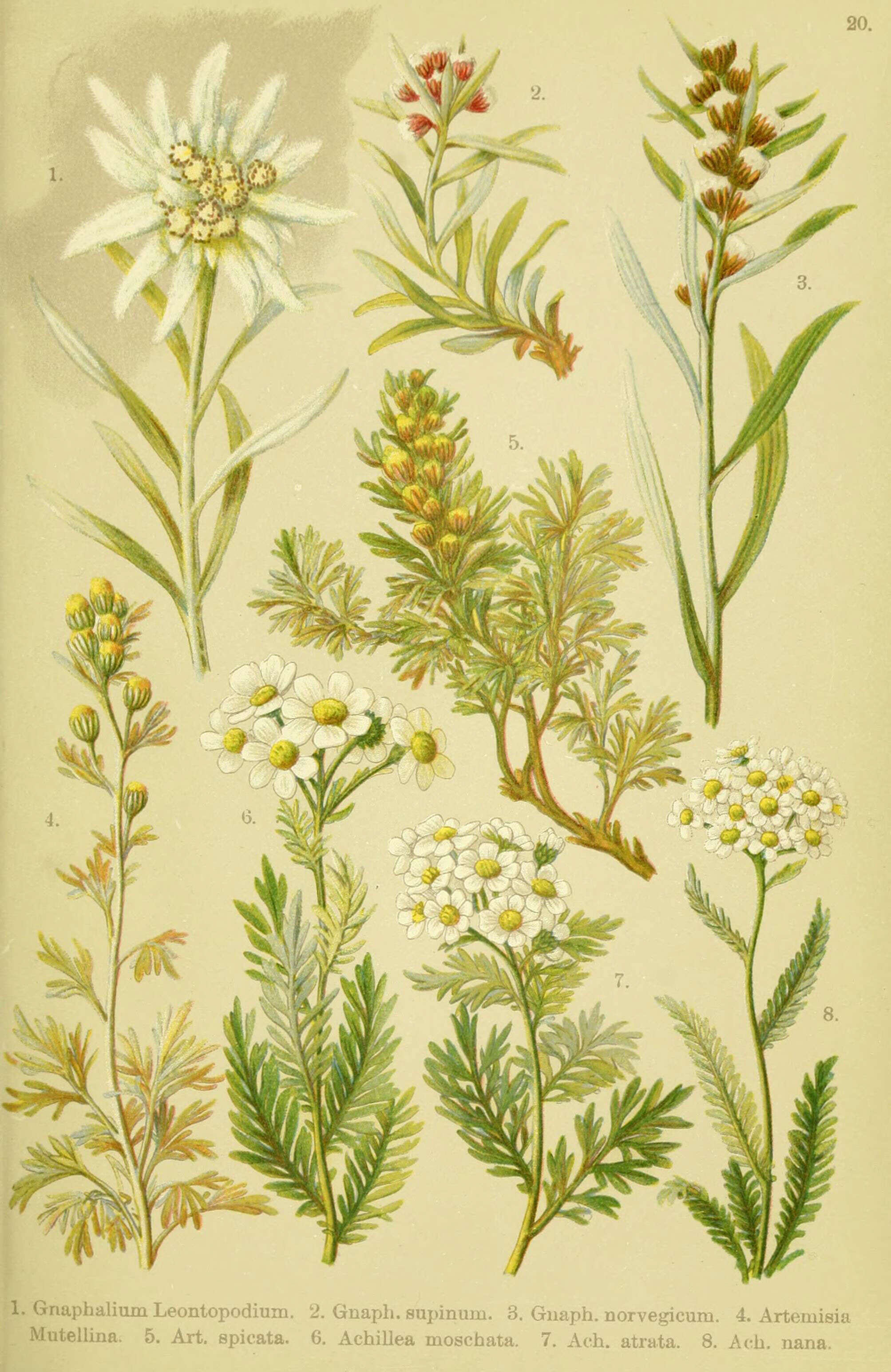 Leontopodium nivale subsp. alpinum (Cass.) Greuter resmi
