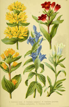 Image of Gentiana asclepiadea L.