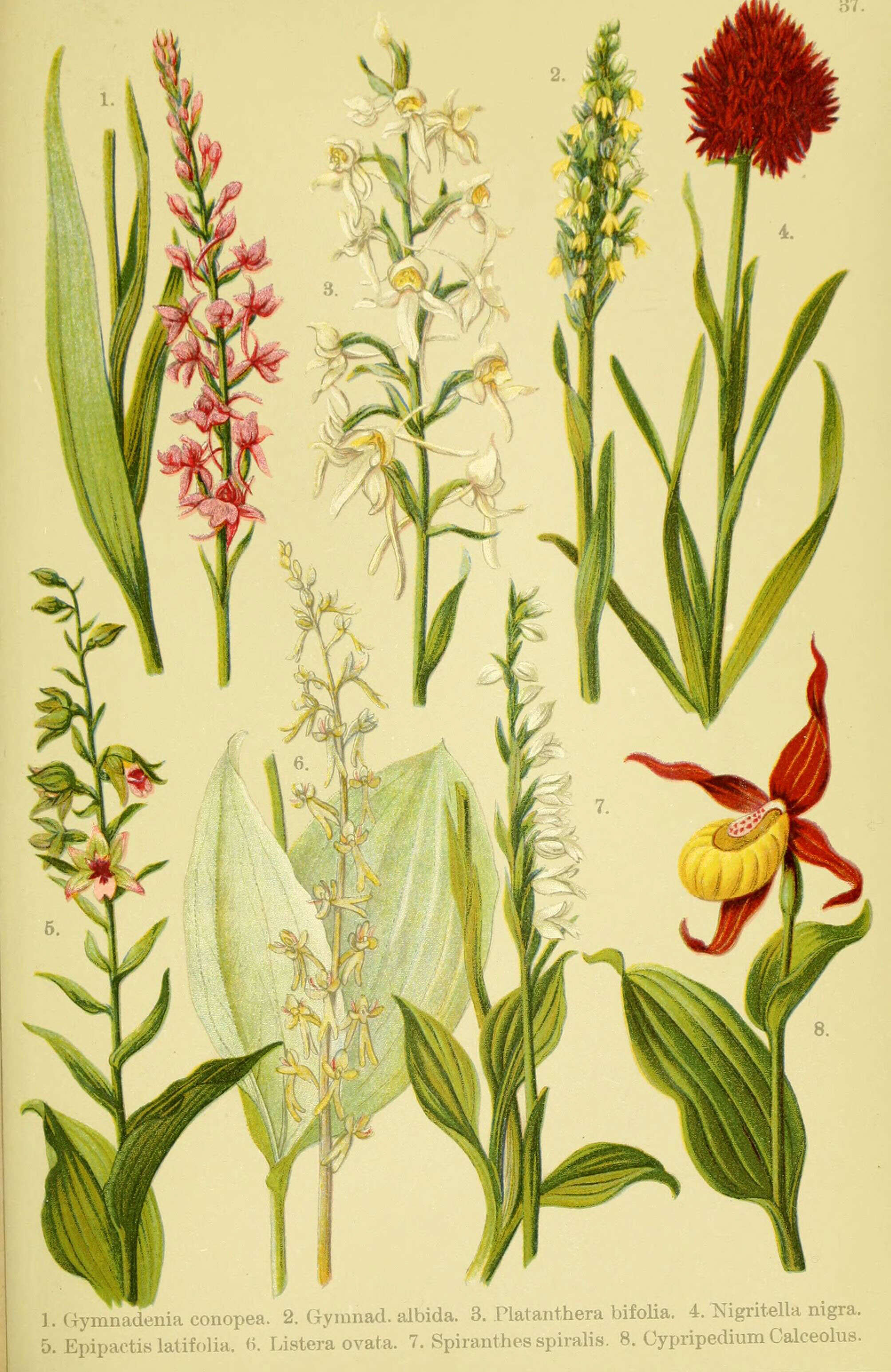 Image de Orchis moucheron