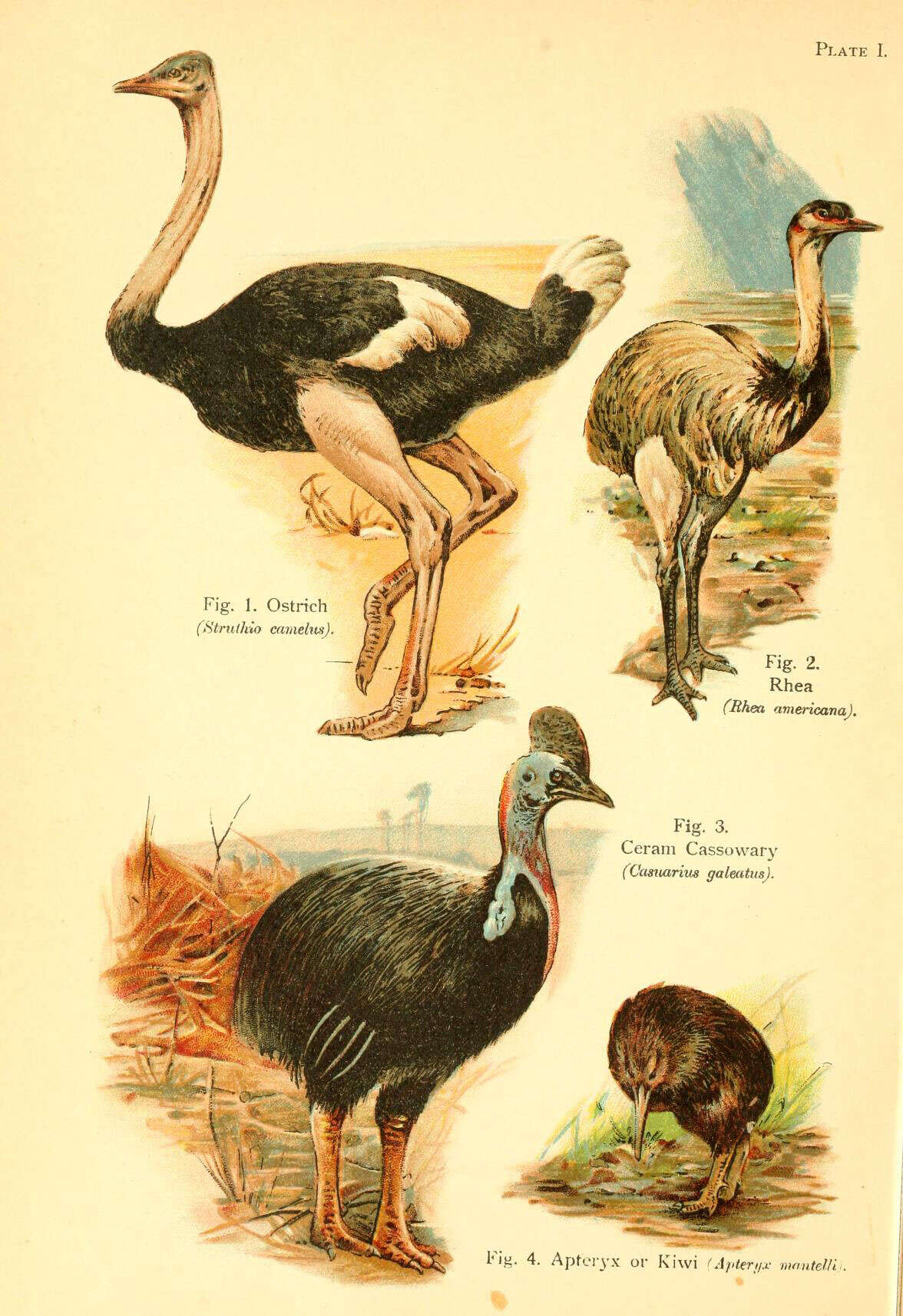 Image of ostriches