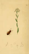Image of Holoparamecus depressus Curtis 1833