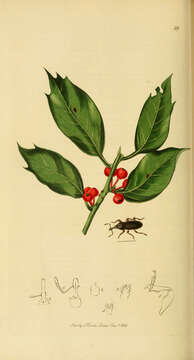 Ilex aquifolium L. resmi