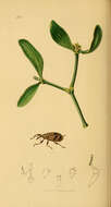 Image of Weevil