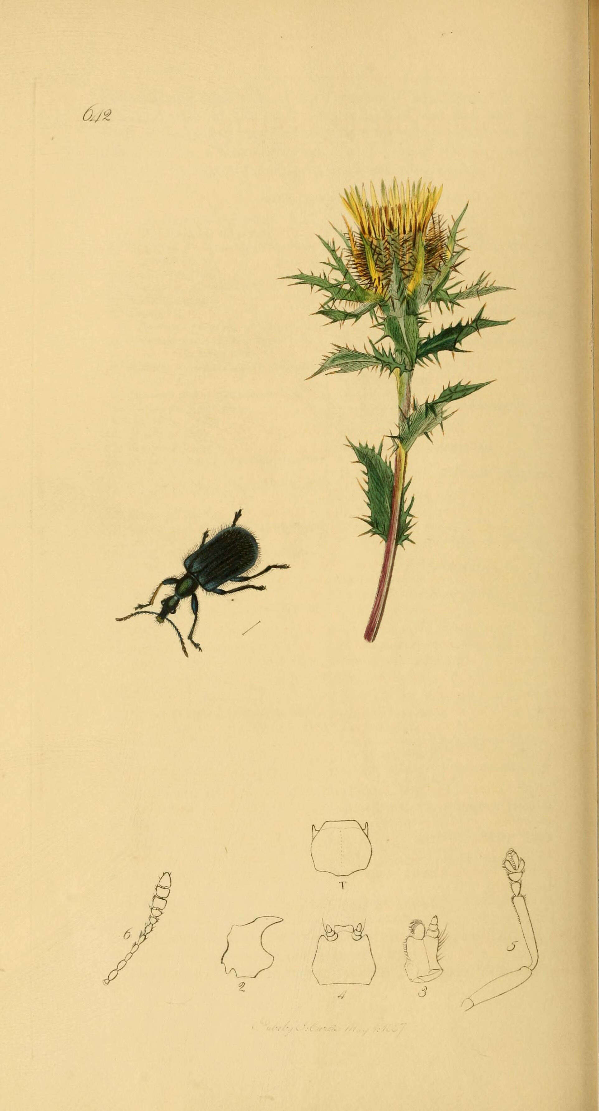Image of Rhynchites similis Curtis 1829