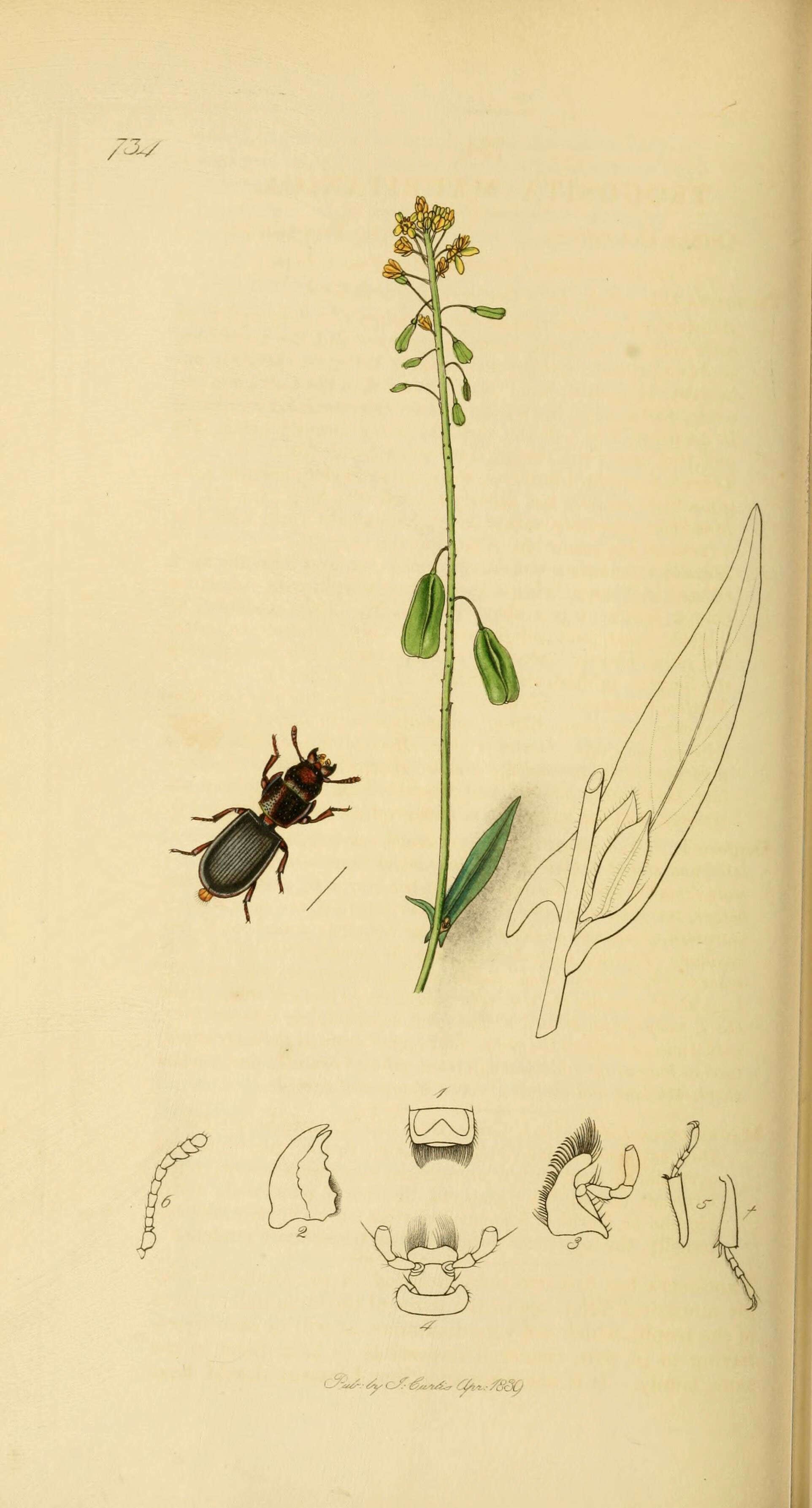 Image de Tenebroides mauritanicus (Linnaeus)