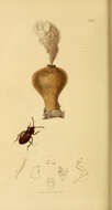 Sivun Lycoperdina bovistae (Fabricius 1792) kuva