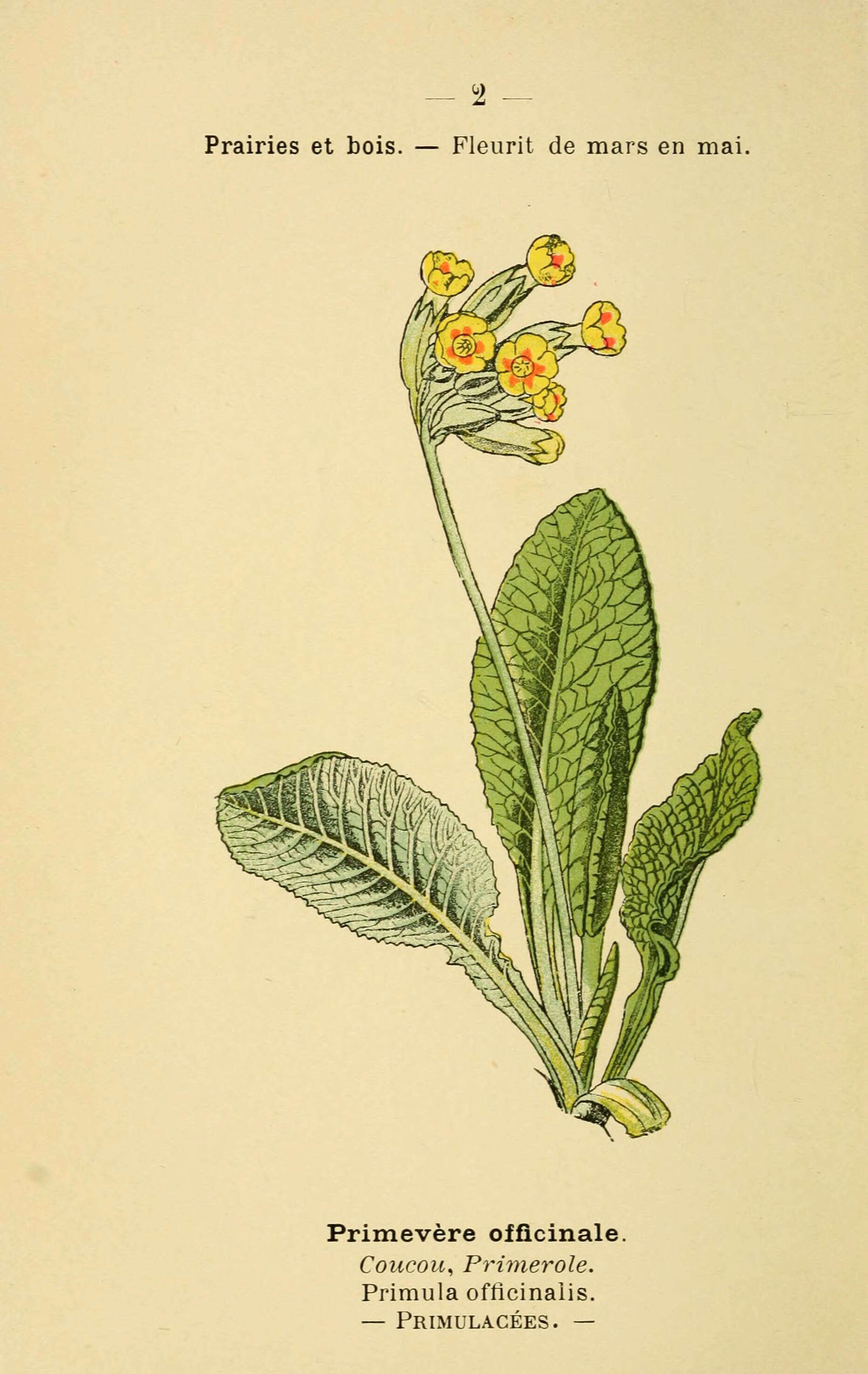 Image of Cowslip