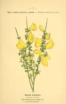 Image of Broom