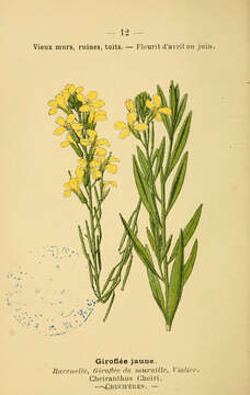 Image of Aegean wallflower