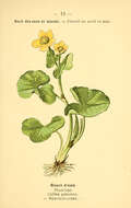 Image of Marsh-marigold