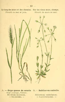 Image of mouse barley