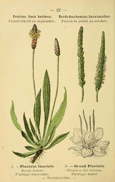 Image of Ribwort Plantain