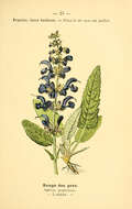 Imagem de Salvia pratensis L.