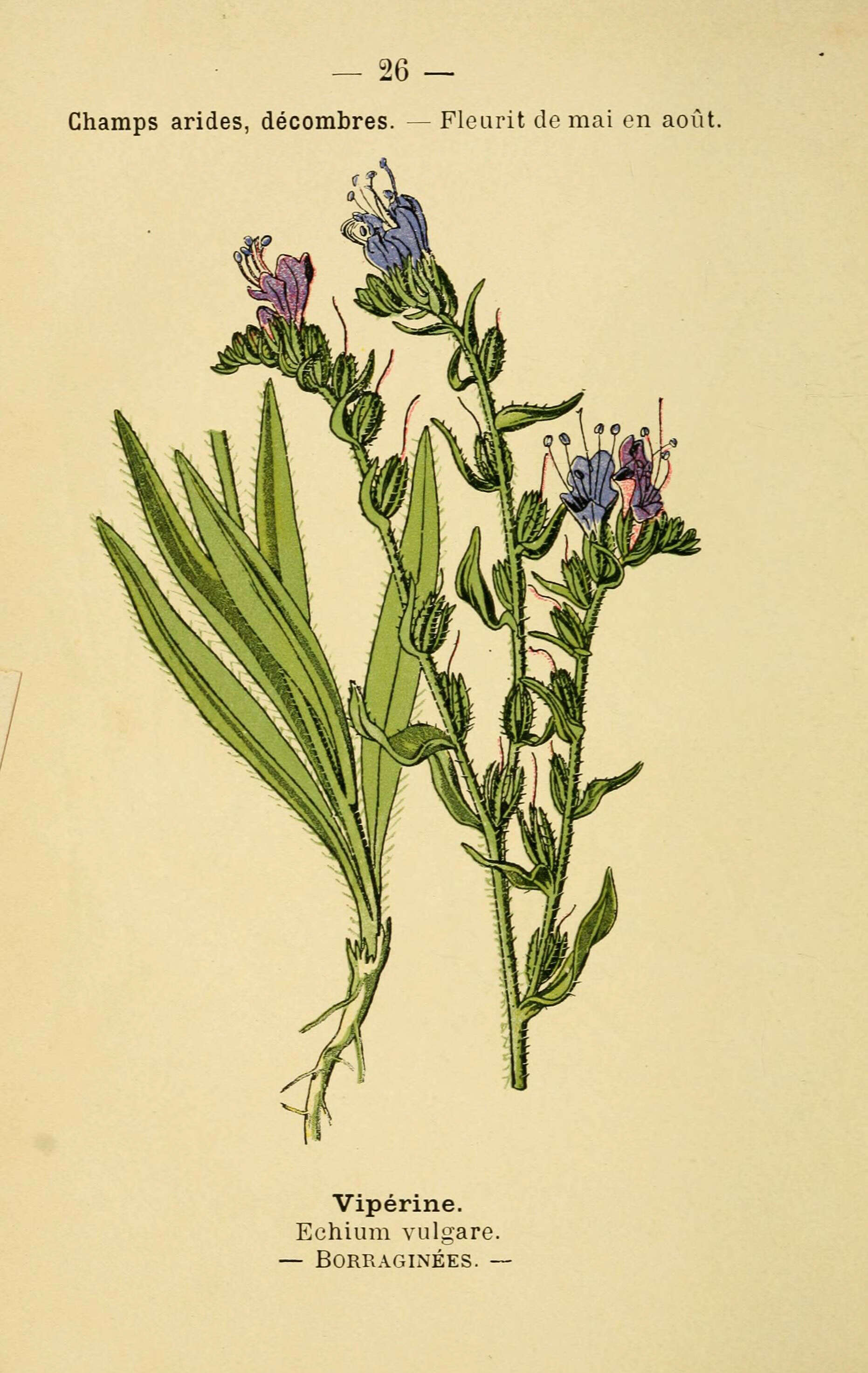 Image of blueweed