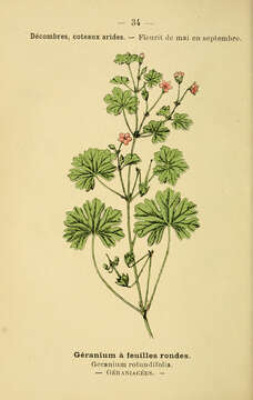 Image of Round-leaved Crane's-bill