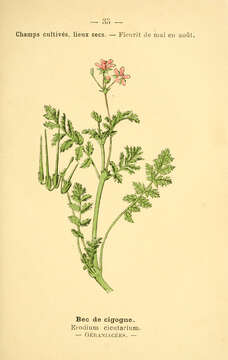 Image of Common Stork's-bill