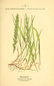 Image of quackgrass