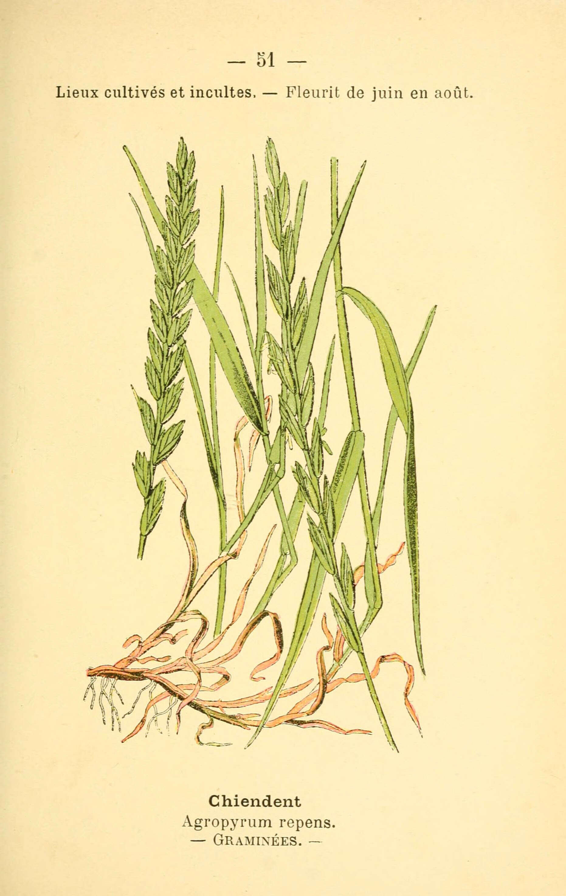 Image of quackgrass