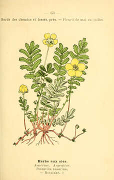 Image of silverweed cinquefoil