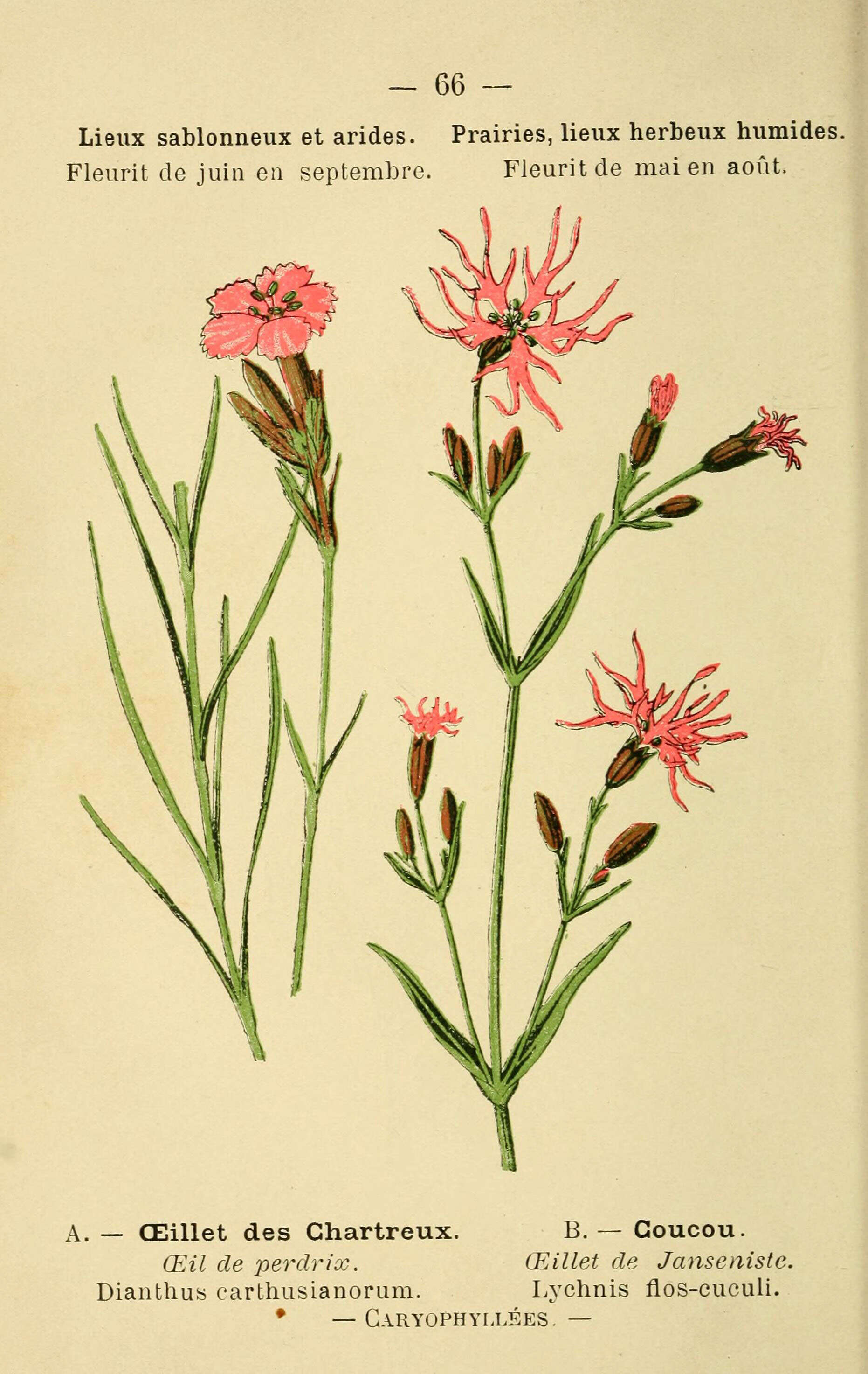 Image of carthusian pink